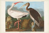 Pl 222 White Ibis Poster Print - John James Audubon