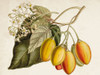 Tropical Foliage and Fruit IV Poster Print - Curtis