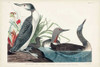 Pl 202 Red-throated Diver Poster Print - John James Audubon