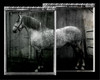 Equine Double Take IV Poster Print - Susan Friedman