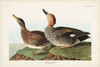 Pl 348 Galdwell Duck Poster Print - John James Audubon