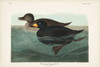 Pl 408 American Scoter Duck Poster Print - John James Audubon