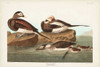 Pl 312 Long-tailed Duck Poster Print - John James Audubon