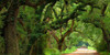 Canopy Road Panorama V Poster Print - James McLoughlin