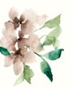 Mauve Flowers II Poster Print - Jennifer Goldberger