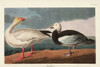 Pl 381 Snow Goose Poster Print - John James Audubon