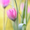 Tulip Poster Print - Mandy Disher