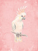 Pink Cockatoo Poster Print - Patricia Pinto Pink Cockatoo Poster Print - Patricia Pinto