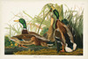 Pl 221 Mallard Duck Poster Print - John James Audubon