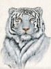 White Tiger I Poster Print - Tim OToole