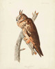 Pl 383 Long-eared Owl Poster Print - John James Audubon