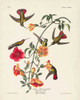 Pl 184 Mango Hummingbird Poster Print - John James Audubon
