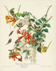 Pl 47 Ruby-throated Hummingbird Poster Print - John James Audubon