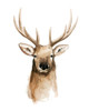 Watercolor Elk Portrait II Poster Print - Grace Popp