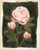 Vintage Peonies II Poster Print - Grace Popp
