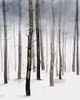 Hazy Winter Walk II Poster Print - Grace Popp