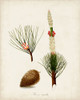 Antique Tree Study VIII Poster Print - Unknown