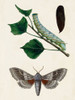 Caterpillar and Moth III Poster Print - Unknown