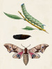 Caterpillar and Moth IV Poster Print - Unknown