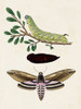 Caterpillar and Moth I Poster Print - Unknown
