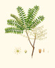 Spring Green Foliage VIII Poster Print - Unknown