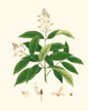 Spring Green Foliage V Poster Print - Unknown