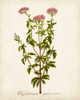 Antique Herb Botanical I Poster Print - Unknown
