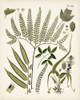 Fanciful Ferns III Poster Print - Unknown