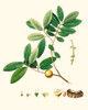 Spring Green Foliage VII Poster Print - Unknown