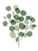 Windy Eucalyptus I Poster Print - Melissa Wang