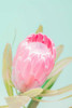 Sun Drenched Blossom I Poster Print - Renee W. Stramel