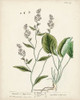 Antique Herbs V Poster Print - Unknown