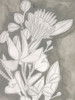 Spectral Blooms II Poster Print - June Erica Vess