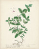 Antique Herbs IX Poster Print - Unknown