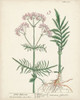 Antique Herbs I Poster Print - Unknown
