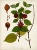 Antique Greenery I Poster Print - Unknown