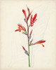 Watercolor Botanical Sketches XII Poster Print - Unknown