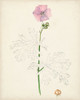Watercolor Botanical Sketches III Poster Print - Unknown
