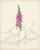 Watercolor Botanical Sketches V Poster Print - Unknown