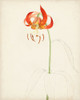 Watercolor Botanical Sketches I Poster Print - Unknown