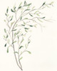 Spindle Sprig II Poster Print - June Erica Vess