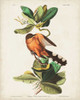 Pl 169 Mangrove Cuckoo Poster Print - John James Audubon