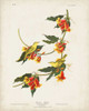 Pl 65 Rathbone Warbler Poster Print - John James Audubon