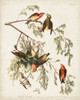 Pl 197 American Crossbill Poster Print - John James Audubon