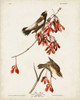 Pl 54 Rice Bird Poster Print - John James Audubon