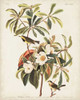 Pl 185 Bachmans Warbler Poster Print - John James Audubon