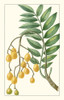 Turpin Exotic Botanical IX Poster Print - Turpin