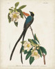 Pl 168 Fork-tailed Flycatcher Poster Print - John James Audubon