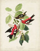 Pl 364 White-winged Crossbill Poster Print - John James Audubon