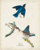 Pl 113 Blue Bird Poster Print - John James Audubon